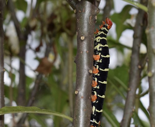 colombia  insect  worm