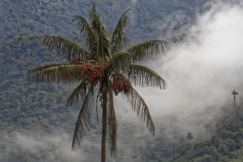 colombia  palm  quindio wax palm