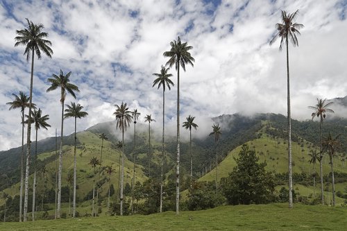 colombia  palm trees  cocora valley