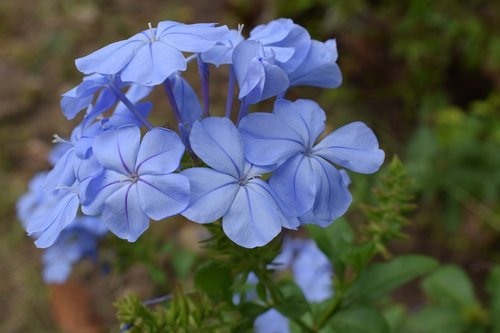 colombia  flowers  petals