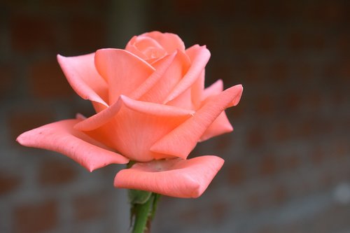 colombia  flowers  roses