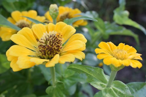 colombia  flowers  petal