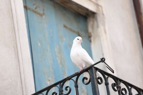 colombina colombina white dove wedding