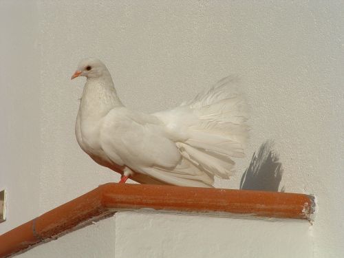 colombo white bird