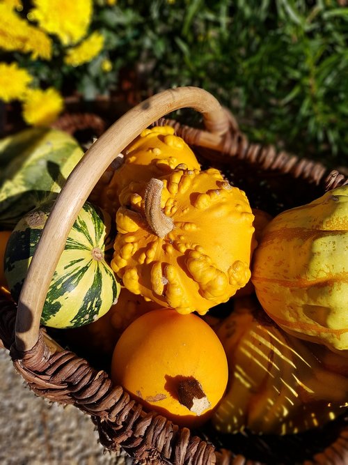 coloquinte  basket  pumpkin