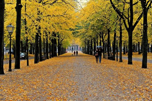 color autumn tree nature