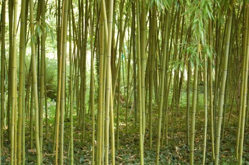 color green bamboo