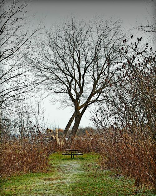 midland ontario fall scenery tree