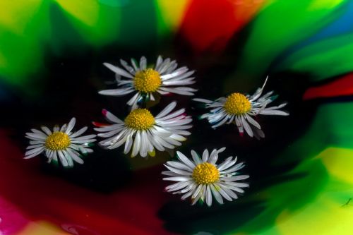 color watercolor daisy