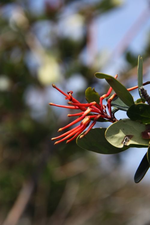 color red flower red