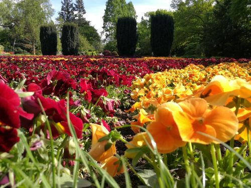 color flowers nature