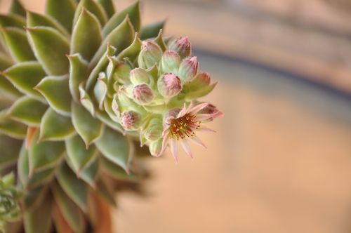 color flower nature