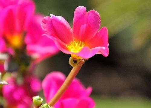 color nature flower