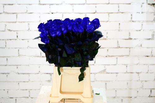color flowers blue