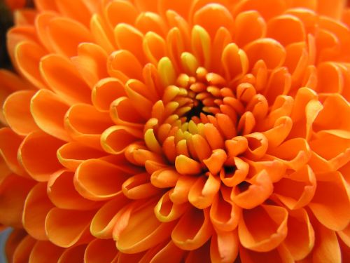 color closeup flora
