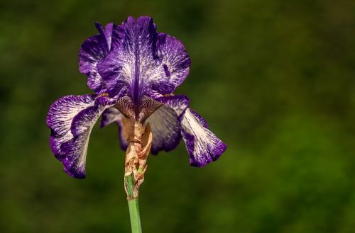 color floral iris blue