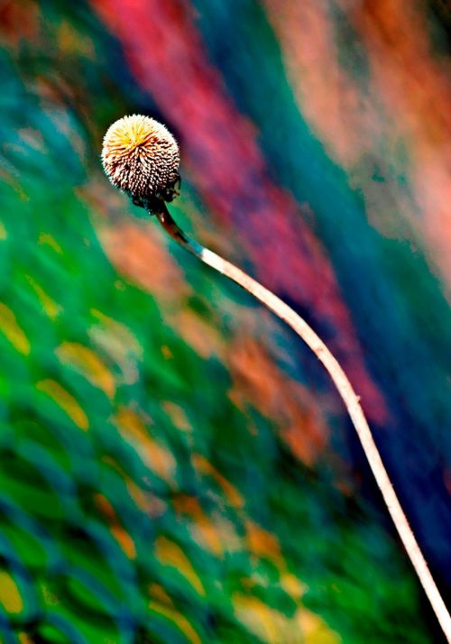 color abstract plant