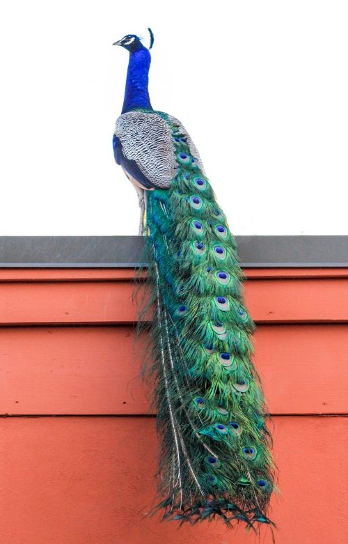 color peacock beautiful