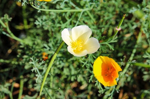 color  flower  flora