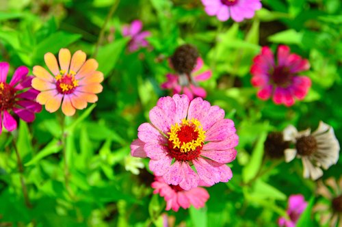 color  summer  summer flowers