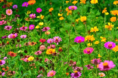 color  summer  summer flowers