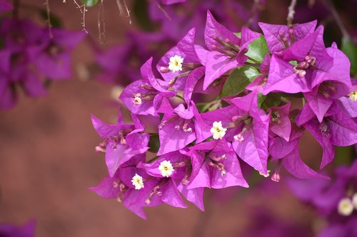 color  flower  flora