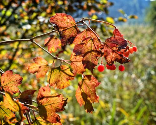 color autumn leaves