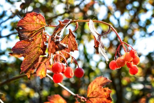 color autumn leaves