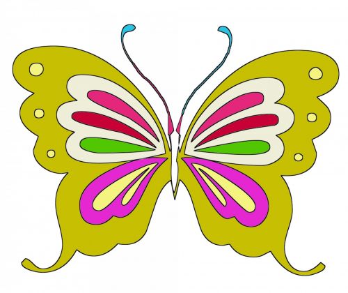 Color Butterfly