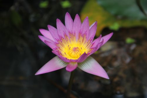 color lotus lotus flower