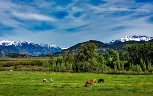 colorado mountains horses