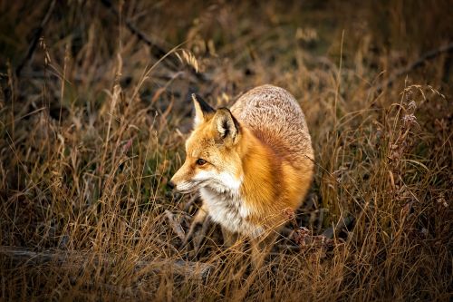 colorado fox animal