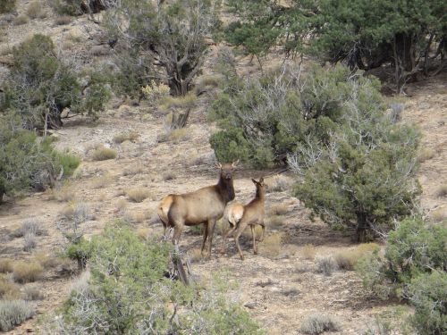 colorado cow elk