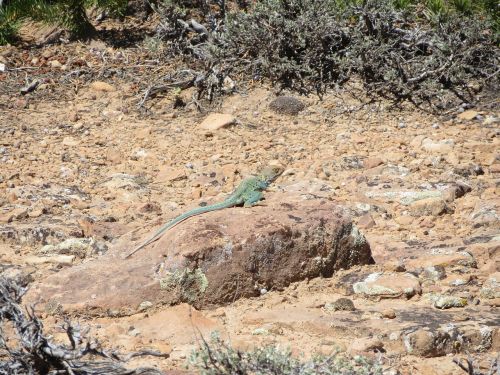colorado lizard desert