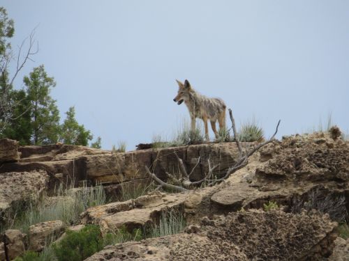 colorado coyote desert