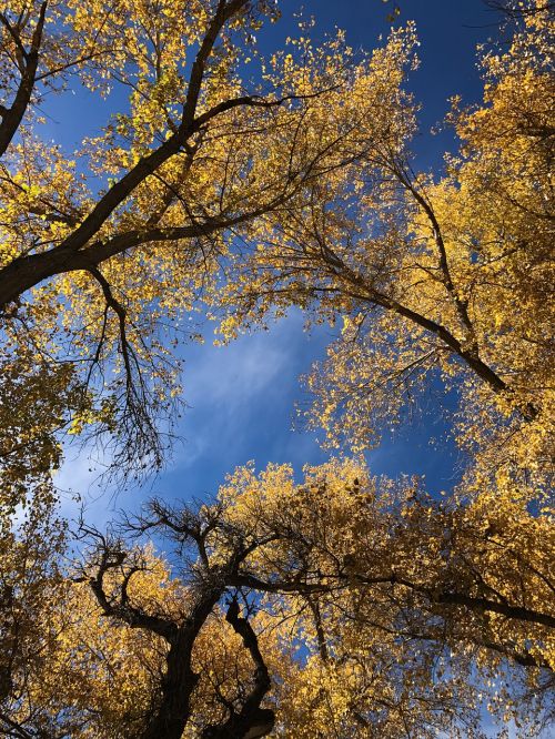 colorado autumn trees