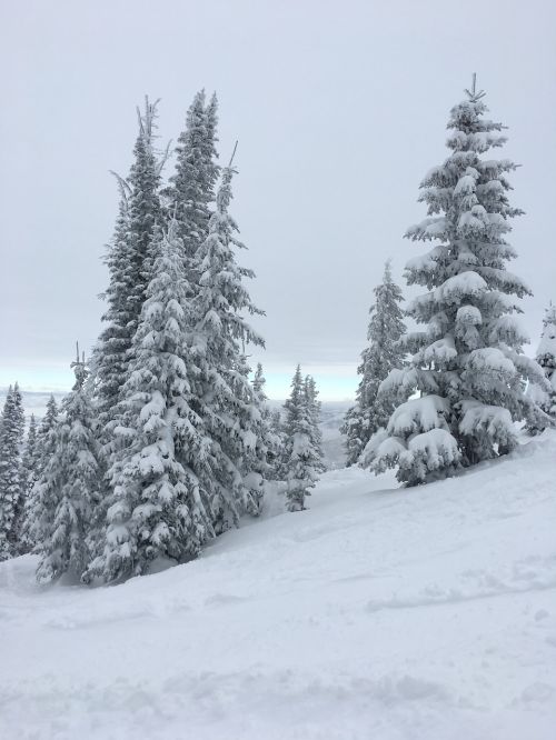 colorado trees pine