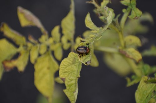 colorado  beetle  pest