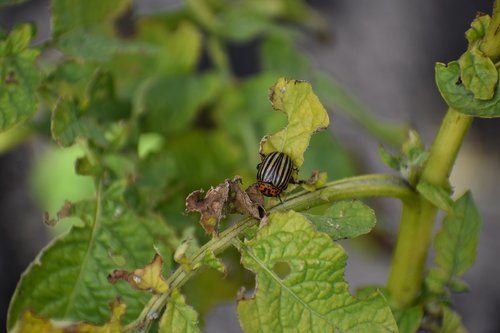 colorado  beetle  pest