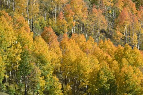 colorado aspen trees fall color