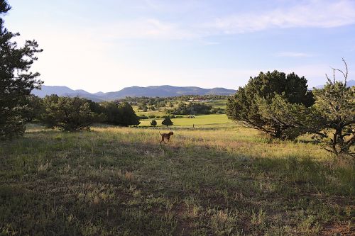 colorado countryside vizsla