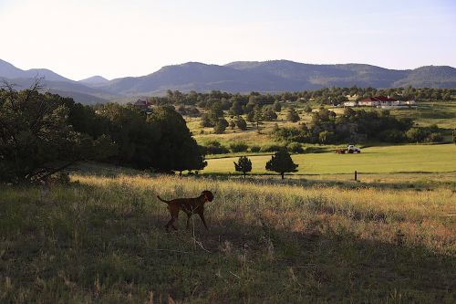 colorado countryside vizsla