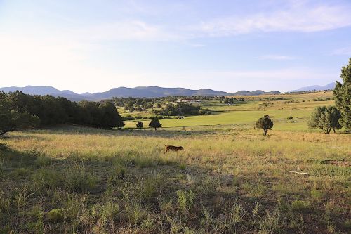 colorado countryside vizsla