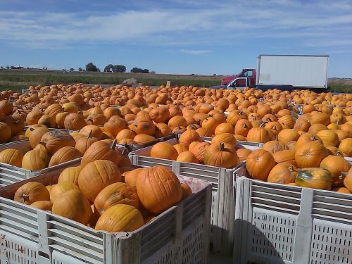 colorado pumpkins fall