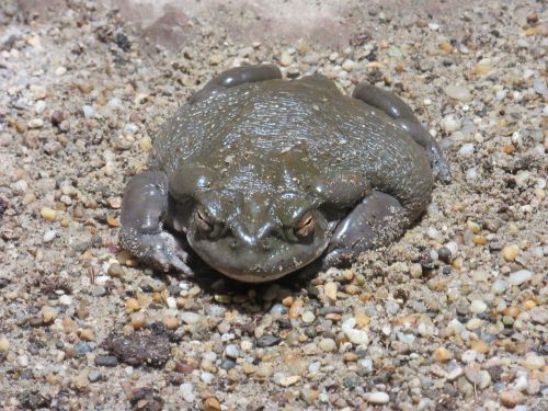 colorado toad toad amphibian