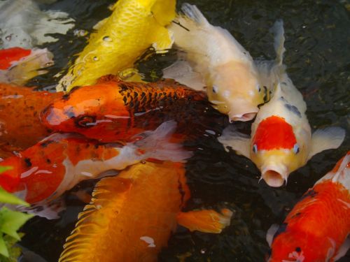 aquarium fish colored carp koi