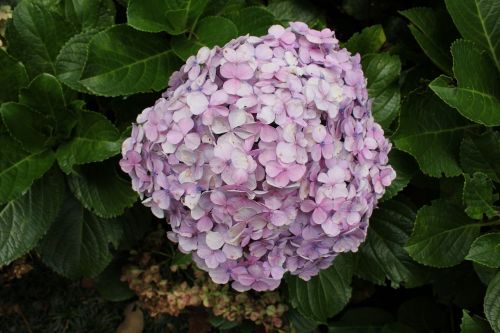 colored hydrangea colorful flower natural