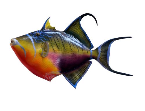 colorful trigger fish fish