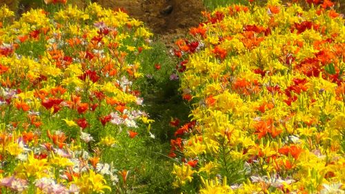 colorful colored field of flowers