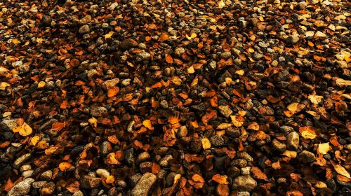 colorful fall forest floor